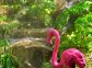 Chambre d'h&ocirc;tes &agrave; Calcatoggio, la c&ocirc;te ouest, en Corse du Sud, labellis&eacute; G&icirc;tes de France : notre ami flamand rose !!